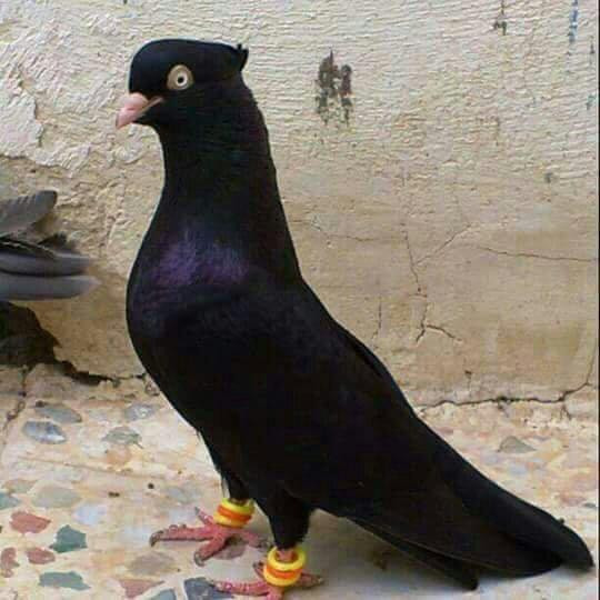 University of Basrah-Basrah必去景点