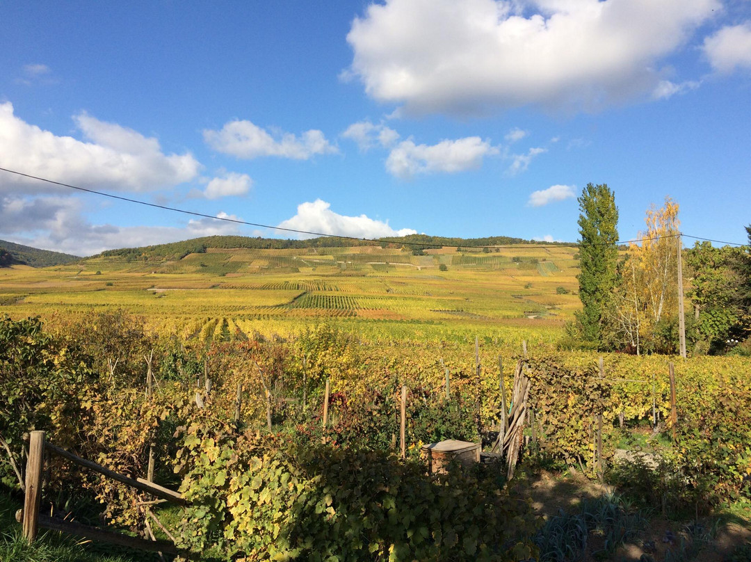 Domaine Paul Blanck景点图片