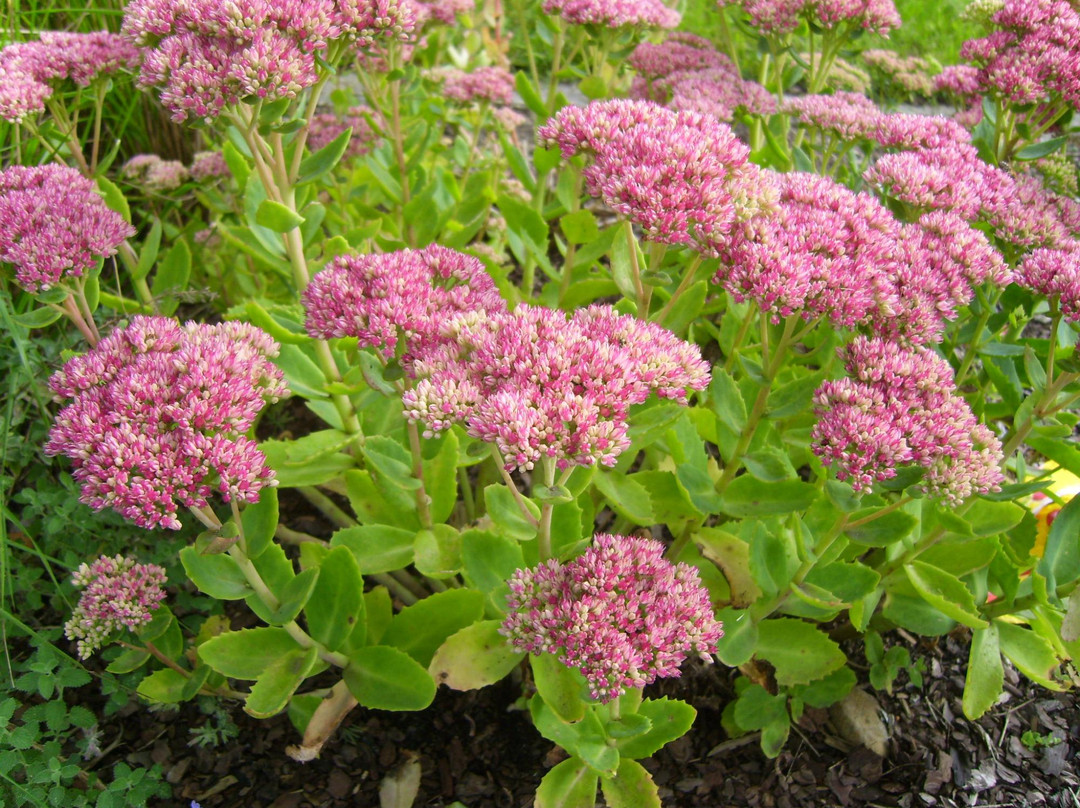 Altonaer Volkspark-汉堡必去景点