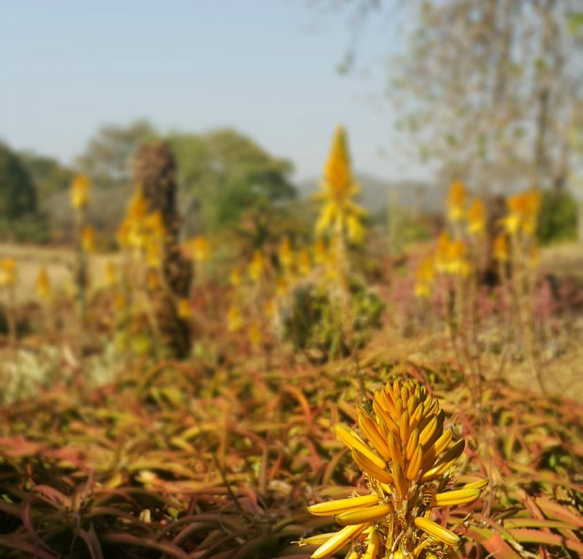 Ewanrigg Botanical Gardens景点图片