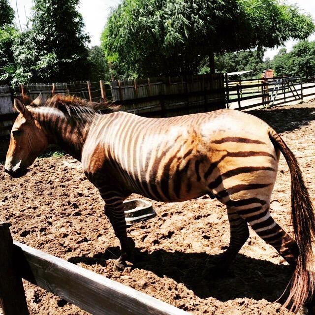 Horse Power for Kids & Animal Sanctuary-坦帕必去景点