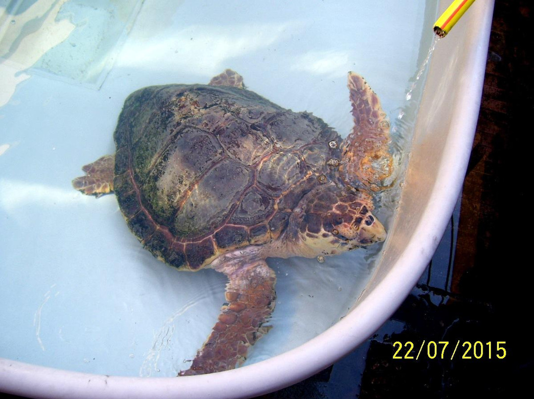 Lampedusa Turtle Rescue-兰佩杜萨必去景点