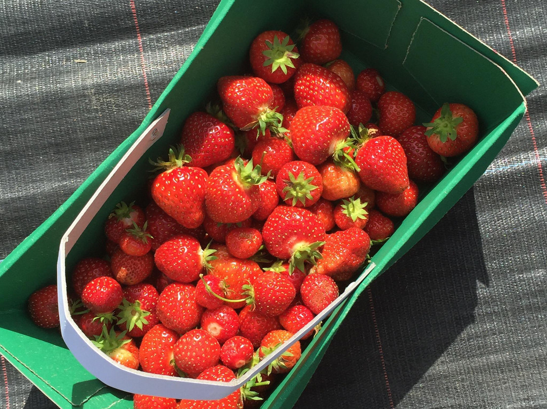Hendrewennol Fruit Garden景点图片