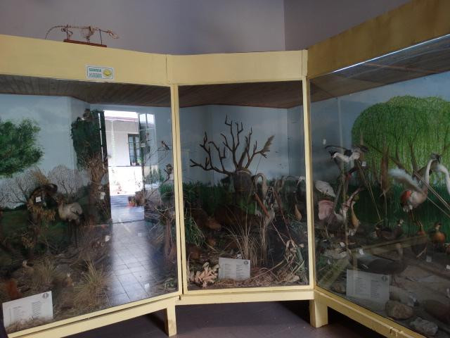 Museo Provincial de Ciencias Naturales y Antropologicas景点图片