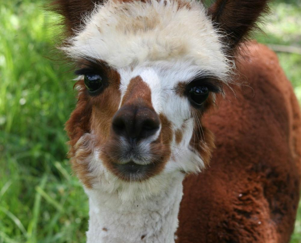 STARanch Alpaca Trek-Alva必去景点