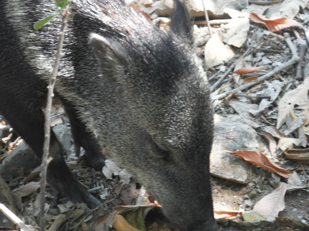 Chaparri Reserve-Chongoyape必去景点