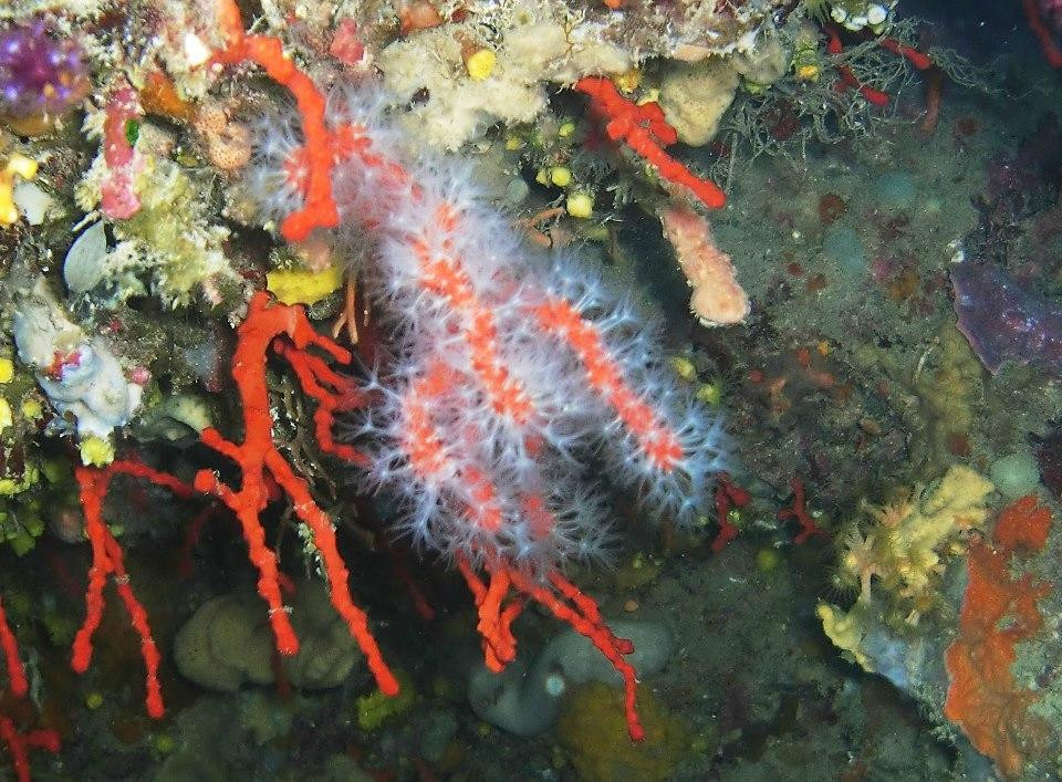 Pinna Nobilis Divers Club-Petrosino必去景点