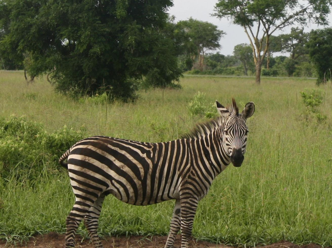 Kidayi酒店住宿-Mikumi Wildlife Camp