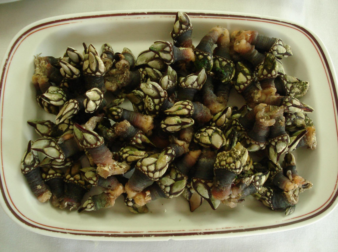 Os Percebes