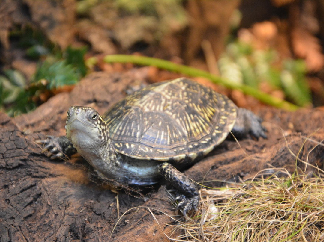 阿提斯动物园-阿姆斯特丹必去景点