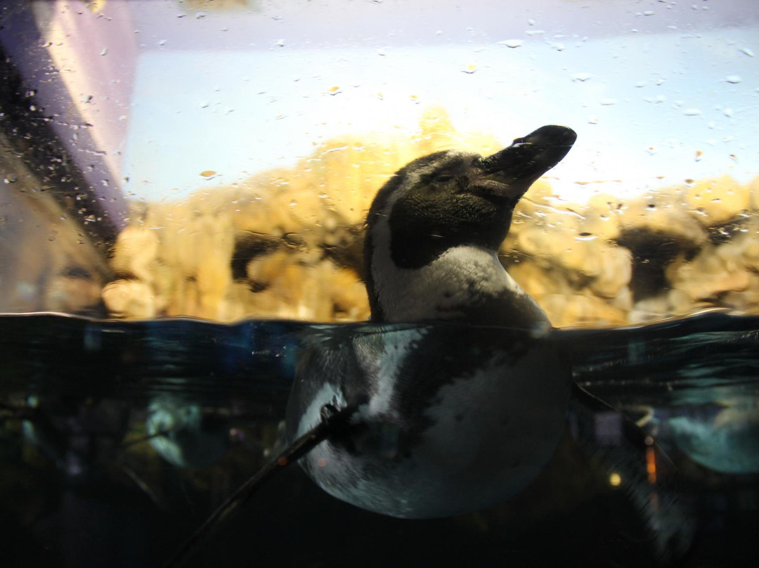 巴塞罗那水族馆-巴塞罗那必去景点