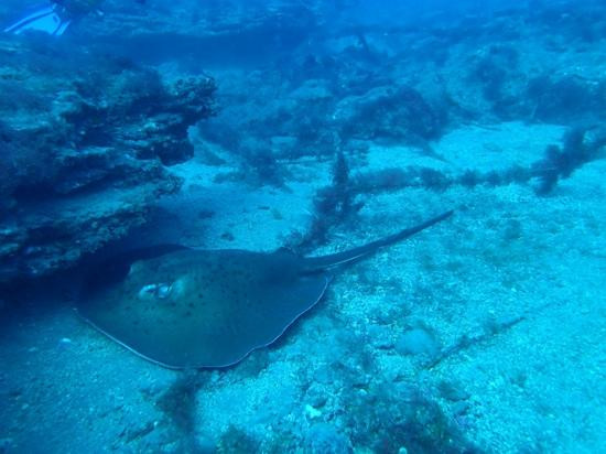 Top Diving Gran Canaria-波多黎各必去景点