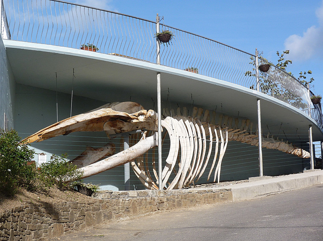 Kilbrittain Whale-Kilbrittain必去景点