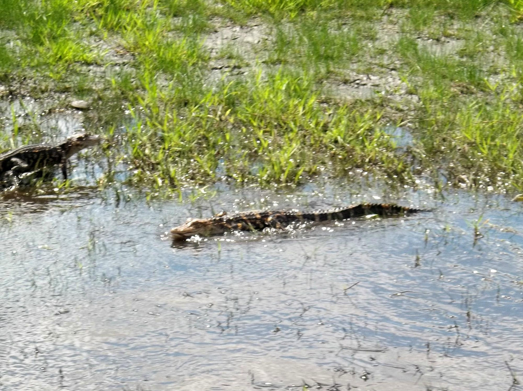Loughman Lake Airboat Rides景点图片