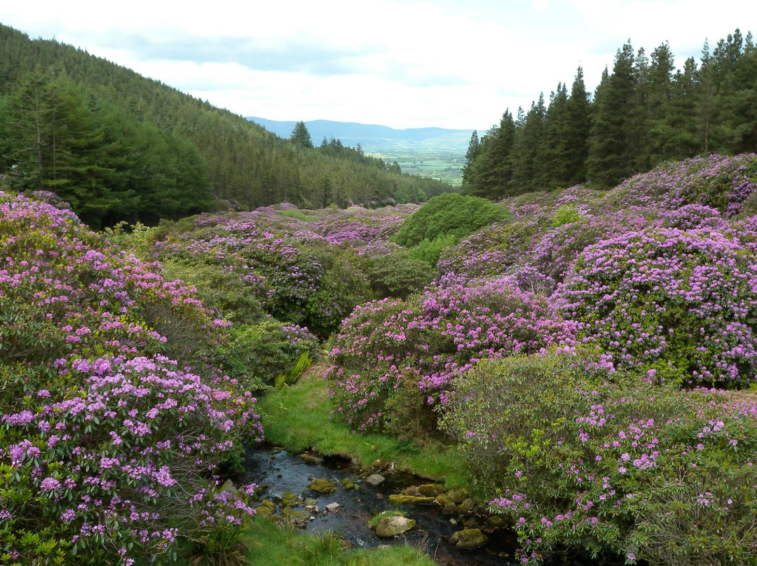 Knockmealdown Mountains景点图片