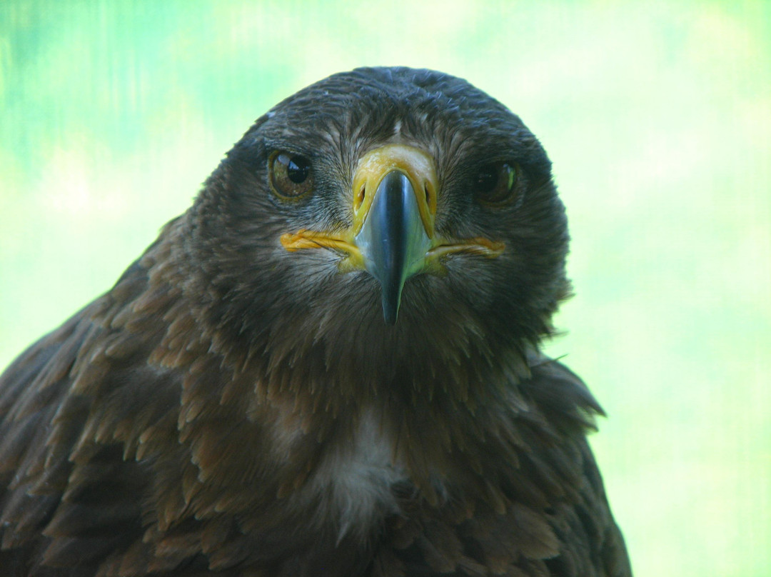 Eagle Encounters @Spier Wine Farm-斯泰伦博斯必去景点