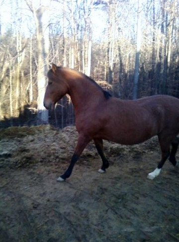 Hacienda la Pecosa: Paso Fino Show Horses-Bethlehem必去景点