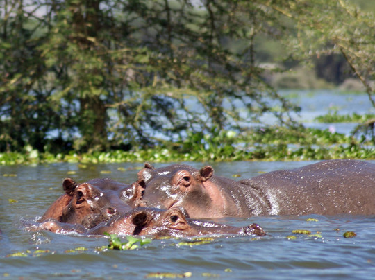 Kenya Expresso Tours and Safaris-内罗毕必去景点