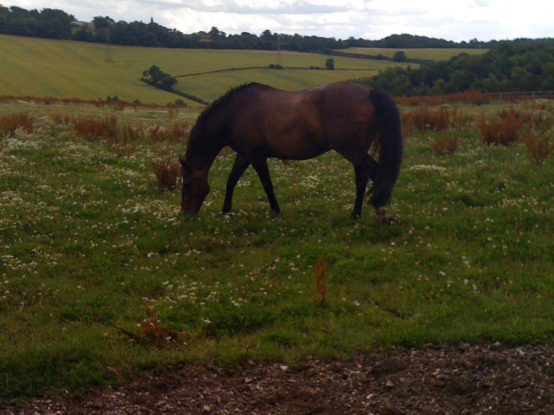 The Equestrian Centre - Shardeloes Farm景点图片
