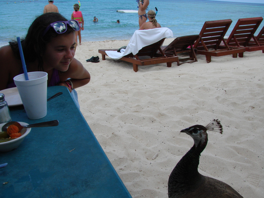 帕兰卡珊瑚礁-考祖梅必去景点