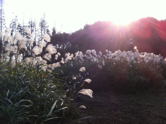 淀山湖-上海市必去景点