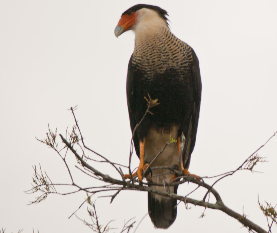 Alligator Cove Airboat Nature Tours-莱克威尔士必去景点