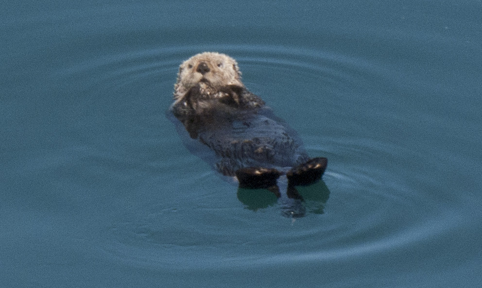 Spirit of Adventure-Glacier Bay National Park and Preserve必去景点