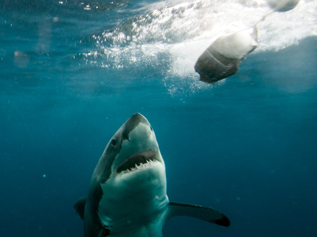 Rodney Fox Shark Expeditions景点图片