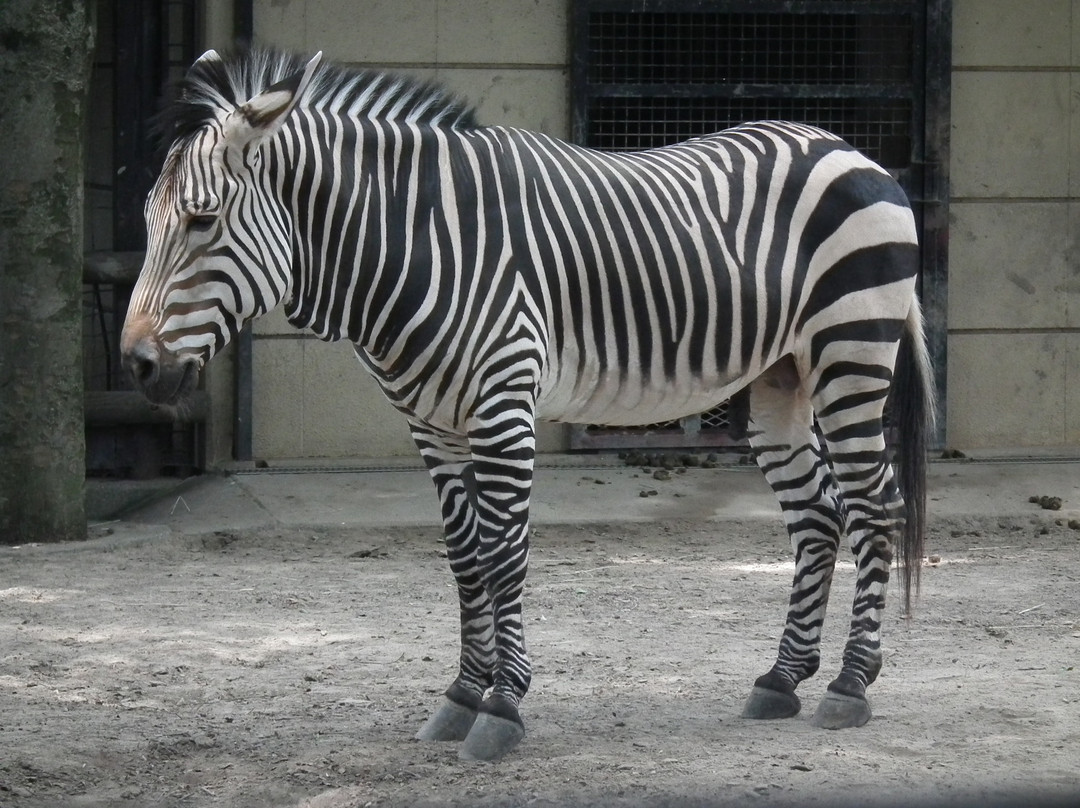 Yumemigasaki Zoological Park景点图片