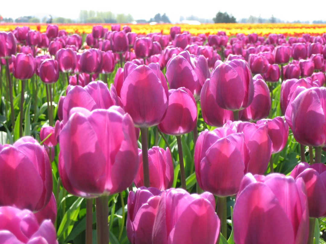 Tulip Town-弗农山必去景点