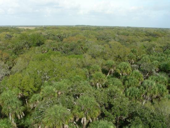 Myakka River State Park-萨拉索塔必去景点