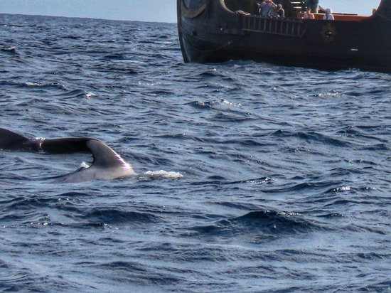 VMT Madeira-沙尔必去景点