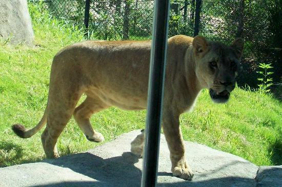 达拉斯动物园-达拉斯必去景点