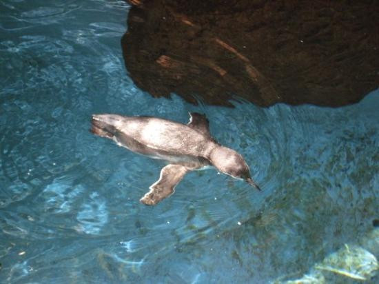 达拉斯世界水族馆-达拉斯必去景点
