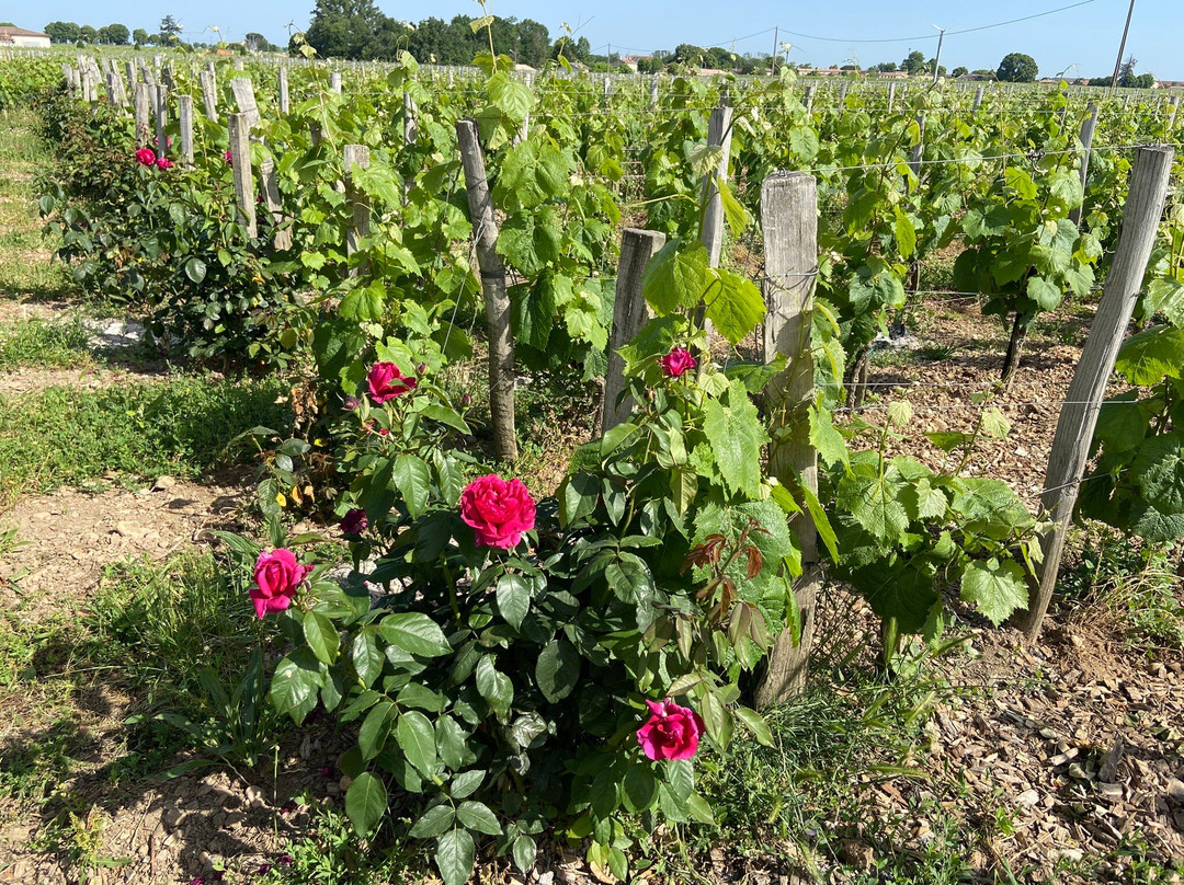 Chateau Tournefeuille主图