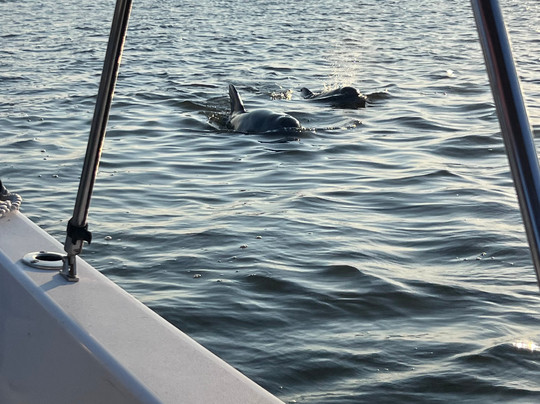 Tybee Island Charters-泰碧岛必去景点