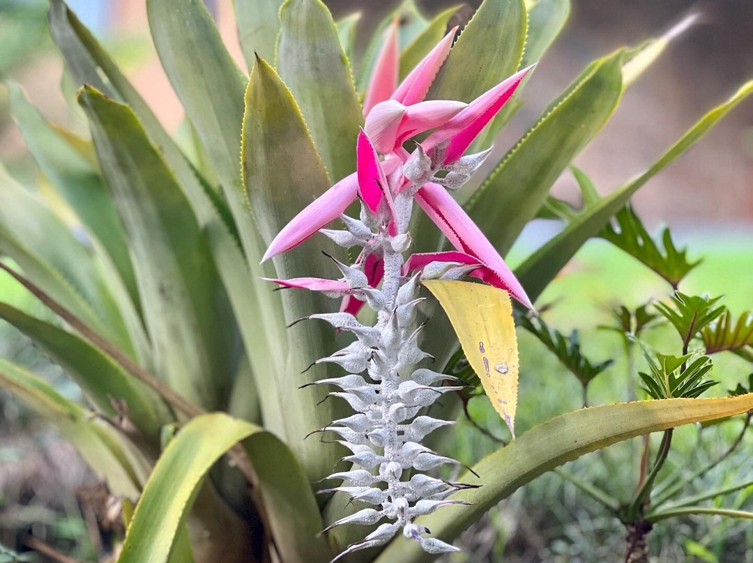 Collection O Amate del Rio主图