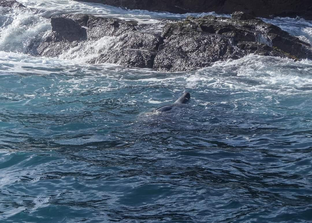 St. Ives Sea Trips-圣艾维斯必去景点