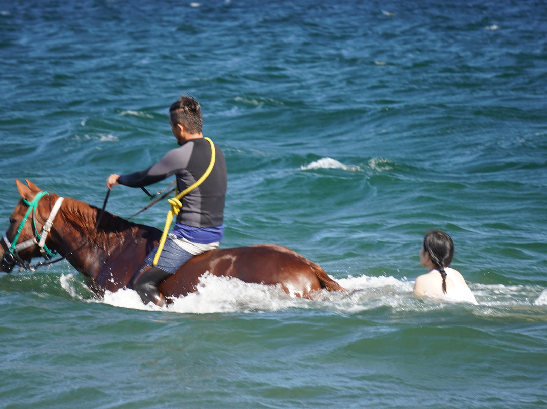 Horse Trekking Farm Miurakaigan-三浦市必去景点