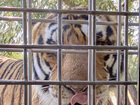 东北虎林园-哈尔滨市必去景点