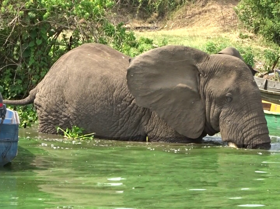 Kazinga Elephant Boat Safaris-Katunguru必去景点