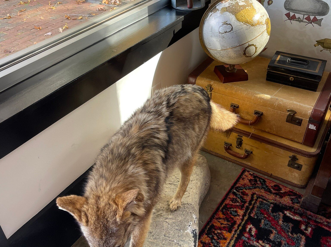 Flying Fox Vineyard-Afton必去景点