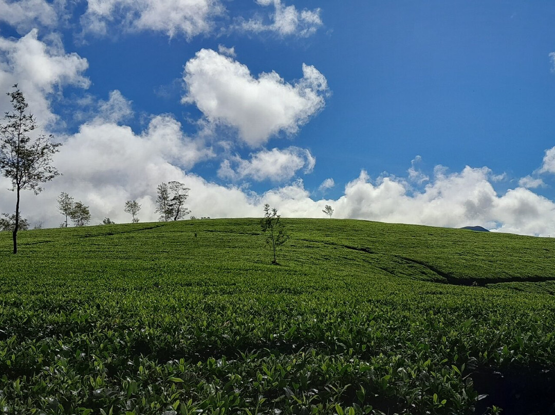Sri Lanka KIPS Drivers-Nanu Oya必去景点