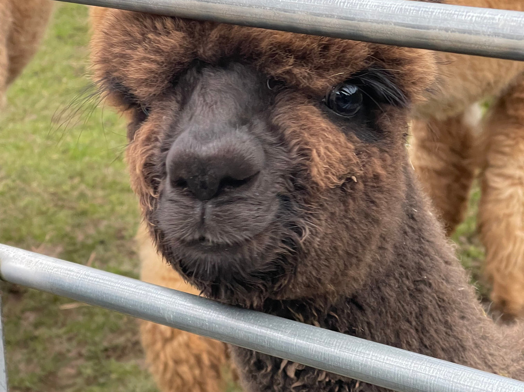 Alpaca Alpaca At Leven Valley景点图片