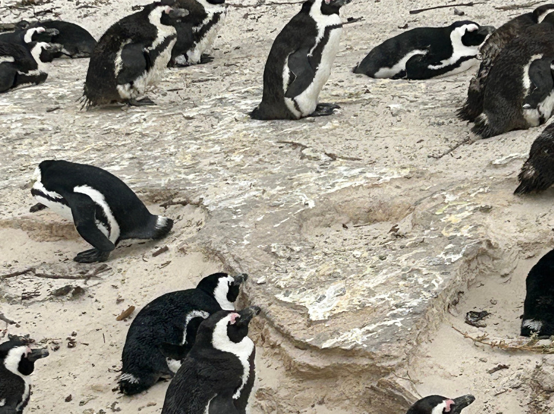 African Blue Tours-开普敦中心区必去景点