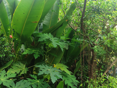 Garden Of Dreams Goa