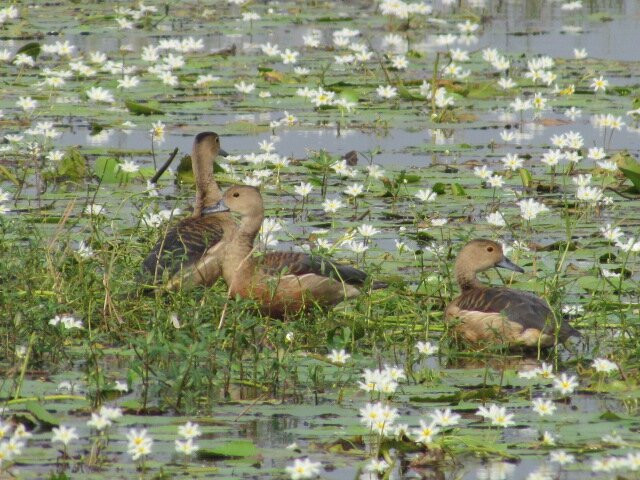Baruipur Grassland Birding Area