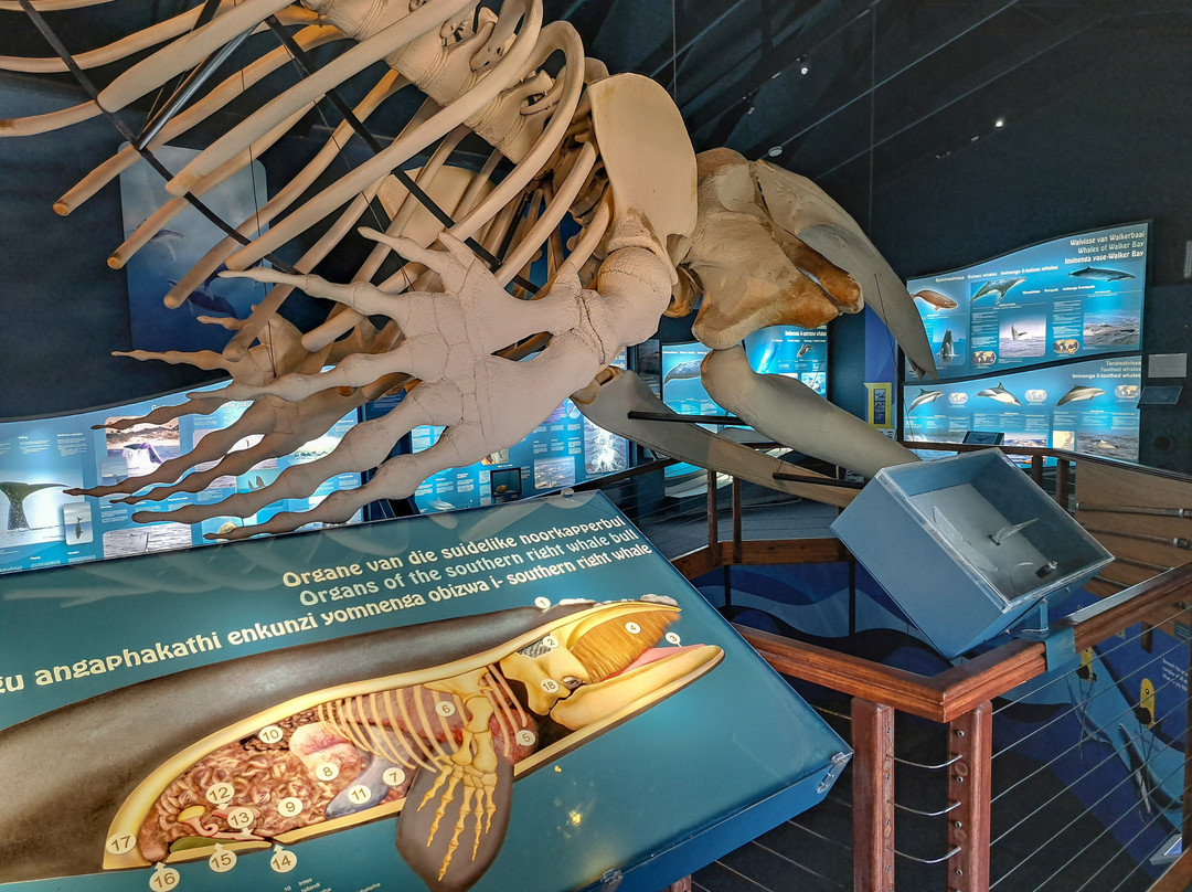 The Whale House Museum-赫曼努斯必去景点