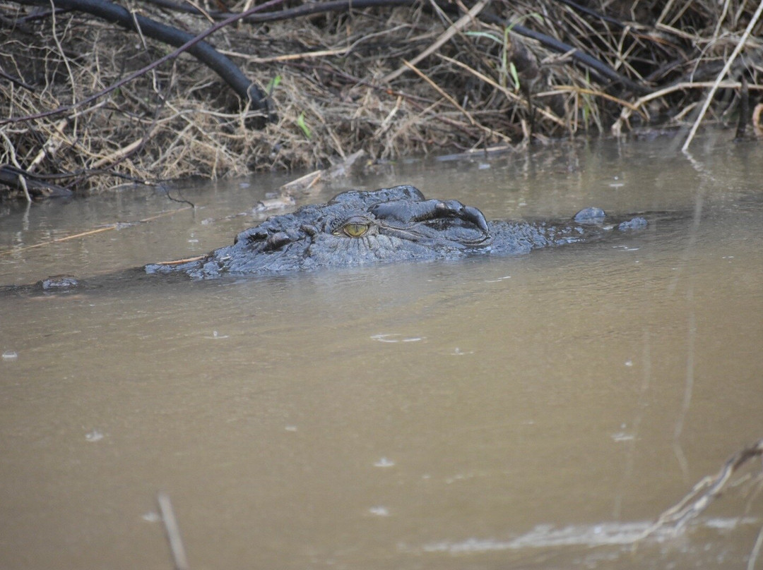 Solar Whisper Wildlife and Crocodile Cruises on the Daintree river-Daintree必去景点