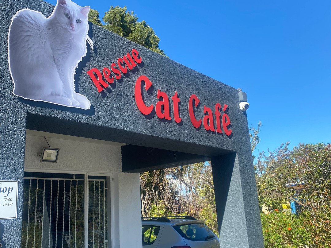 Cat Heaven Rescue Cat Cafe-西索美塞必去景点